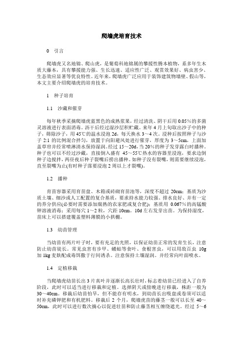 爬墙虎培育技术