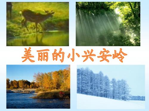 23美丽的小兴安岭