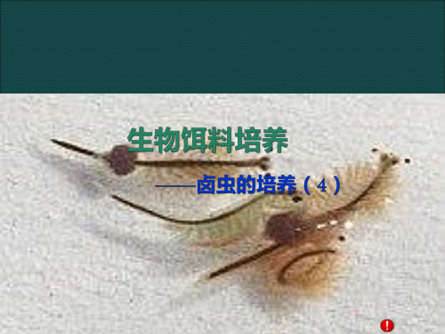卤虫的培养4