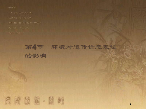 高中生物 第4章 遗传信息的传递规律 4.4 环境对遗传信息表达的影响优质课件 北师大版必修2