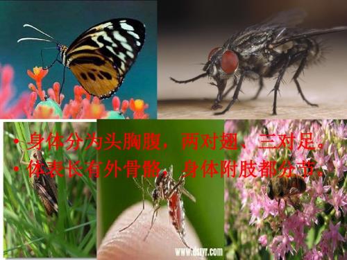 人教版初中生物学八年级下册第七单元第一章第二节昆虫的生殖和发育公开课教学课件共19张PPT含两个视频
