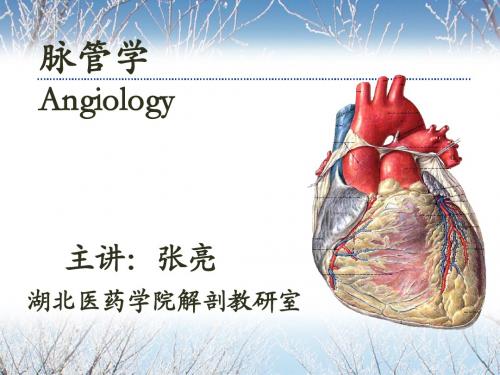 10-03-脉管学总论、心动脉