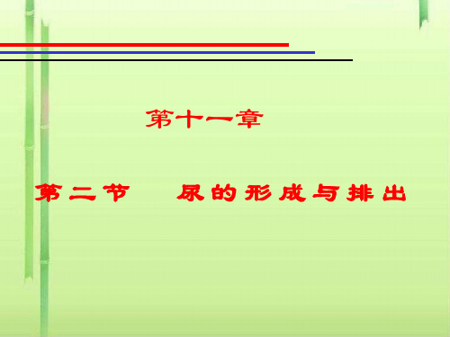 尿的形成与排出PPT课件 北师大版