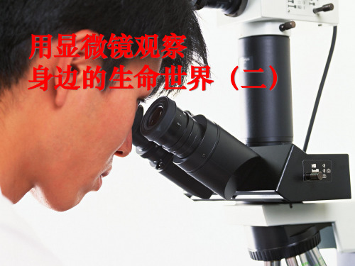 《用显微镜观察身边的生命世界(二)》微小世界PPT课件四