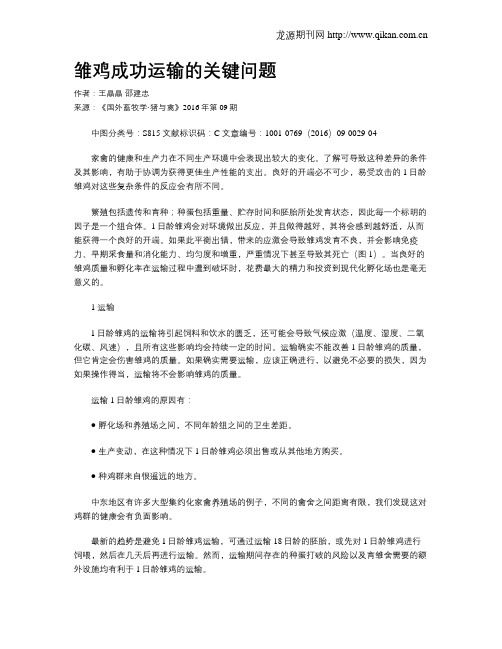 雏鸡成功运输的关键问题