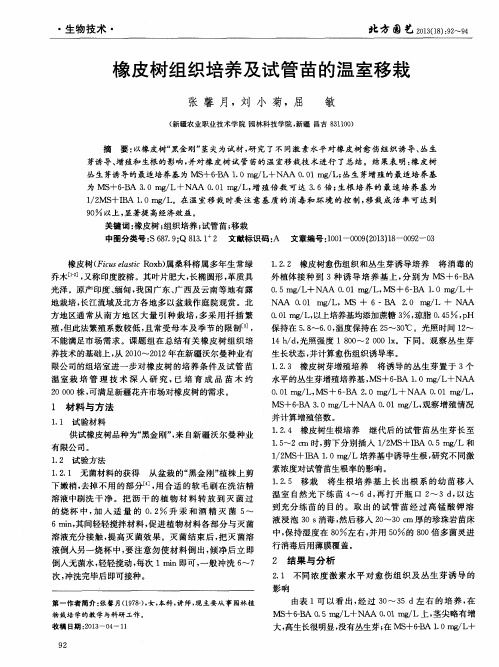 橡皮树组织培养及试管苗的温室移栽