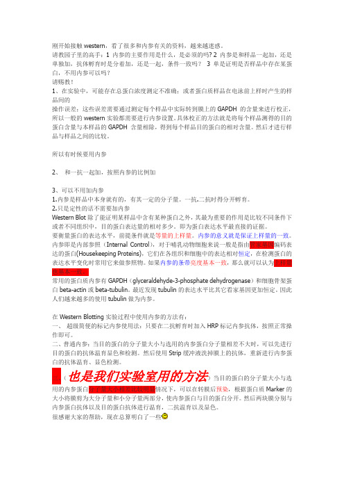 western内参GAPDH