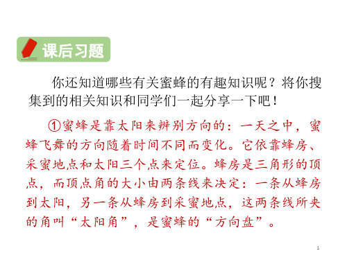 【公开课】四年级下册语文课件 小学语文人教部编版三年级下册课件 14 蜜蜂_51-55