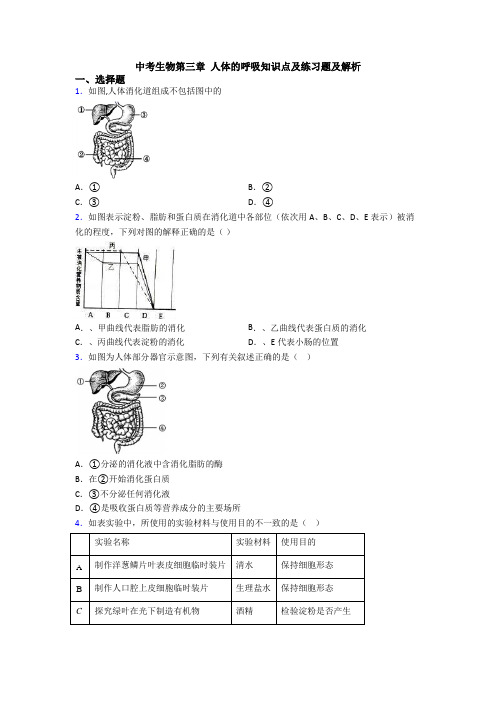 中考生物第三章 人体的呼吸知识点及练习题及解析