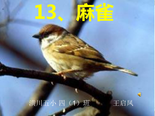 四年级语文上册_麻雀_语文S版PPT课件