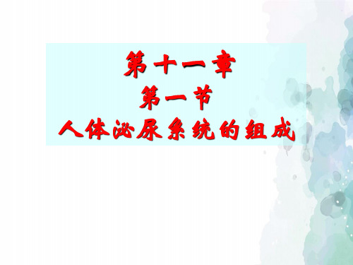 苏教版-生物-七年级下册11.1人体泌尿系统的组成课件