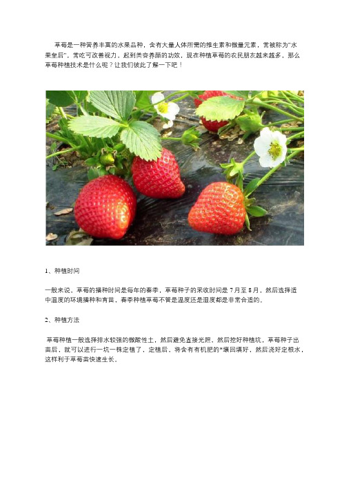 草莓种植技术要点