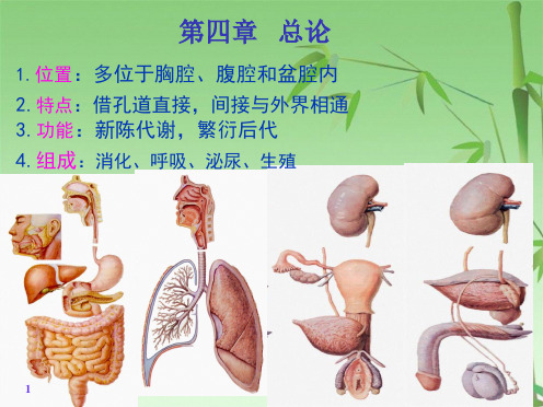 解剖学   消化系统  第一章  消化管(共87张PPT)