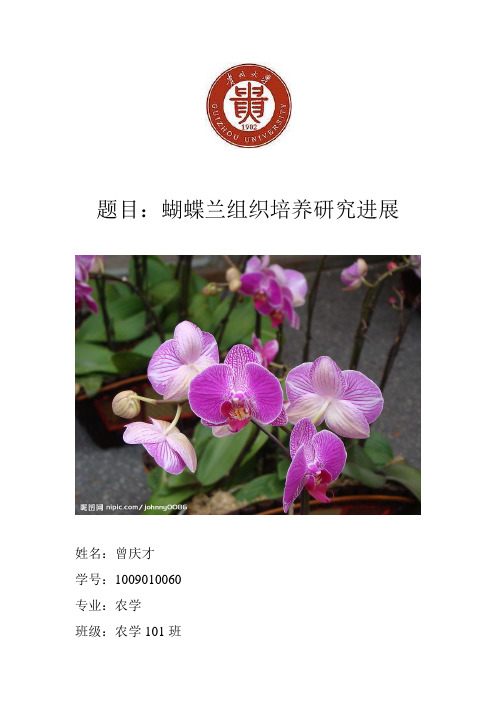 蝴蝶兰