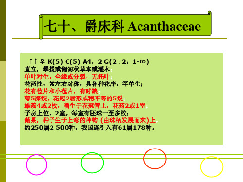 第三十五章 管花目-爵床科