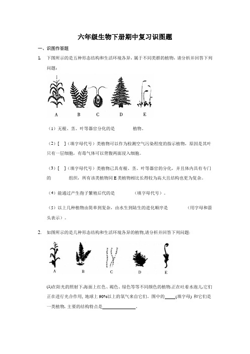 六年级生物下册期中复习识图题-2020-2021学年鲁科版生物