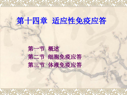 第14章 适应性免疫应答PPT幻灯片