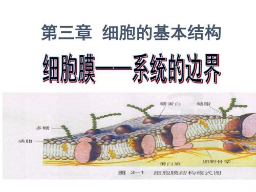 人教版必修1 生物：3.1 细胞膜——系统的边界 课件(共18张PPT)