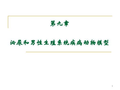 泌尿系统疾病动物模型
