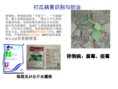 打瓜综合防治技术
