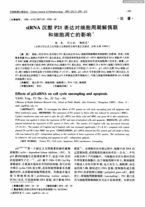 siRNA沉默P21表达对细胞周期解偶联和细胞凋亡的影响
