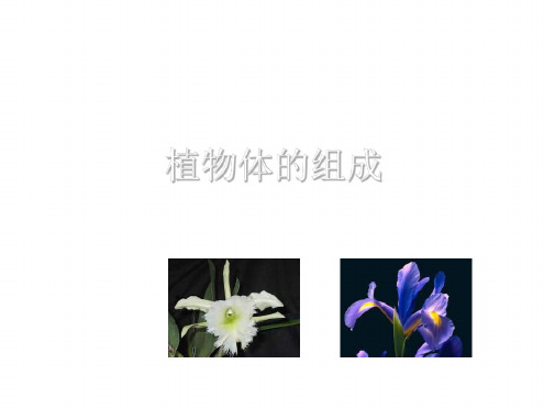 七年级生物植物体的组成(1)