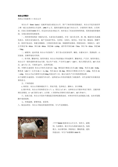 布尔山羊简介