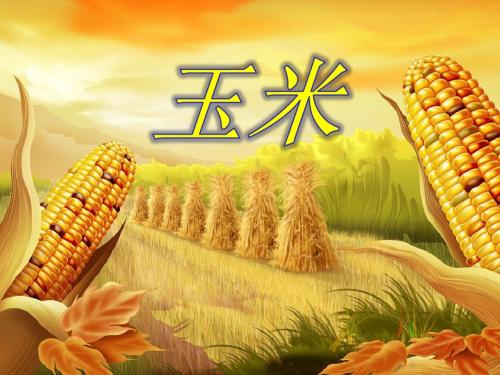 玉米介绍