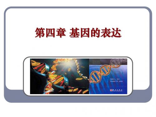 人教版教学课件基因指导蛋白质的合成 课件 2