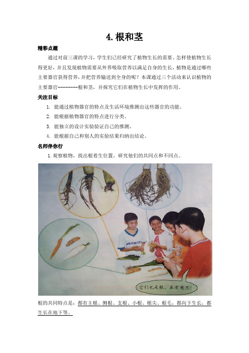 (冀人版)小学科学教与学·五年级上 (4)根和茎