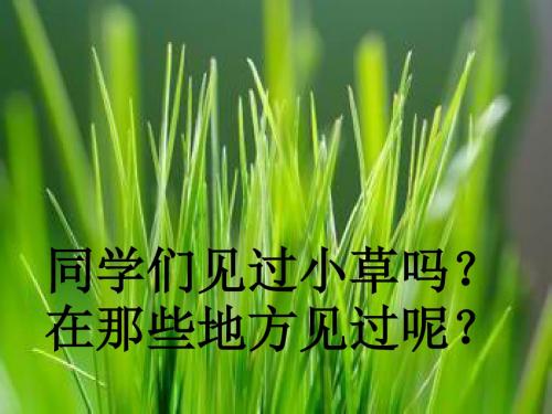 《小草之歌》PPT课件