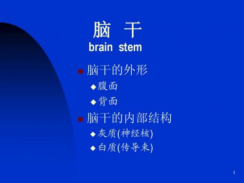 脑干2