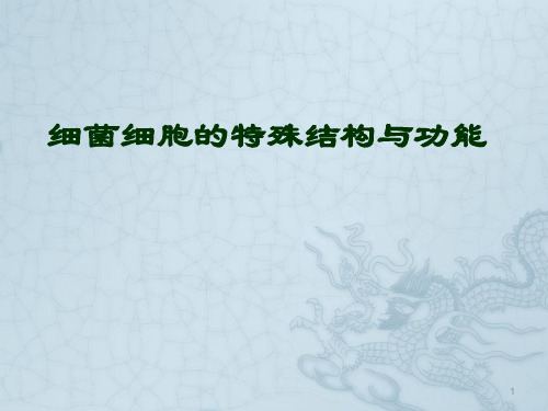 细菌的特殊结构ppt课件