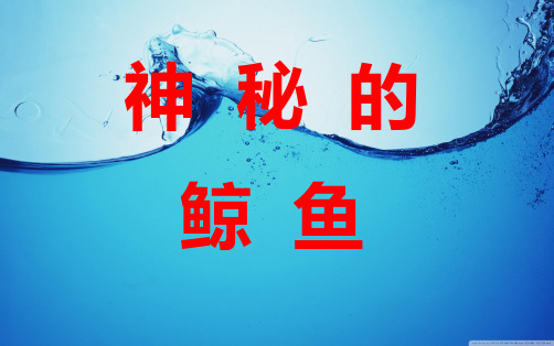 鲸鱼的简单介绍
