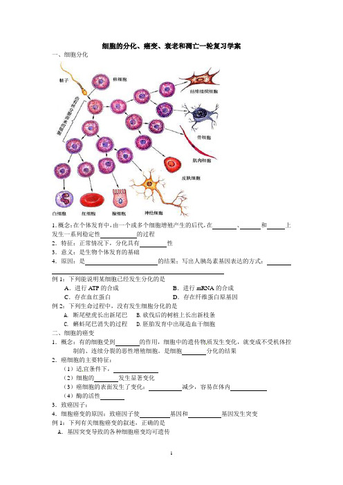 细胞的分化、癌变、衰老和凋亡学案
