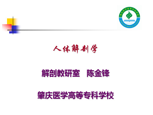 人体解剖 颅骨及其连结