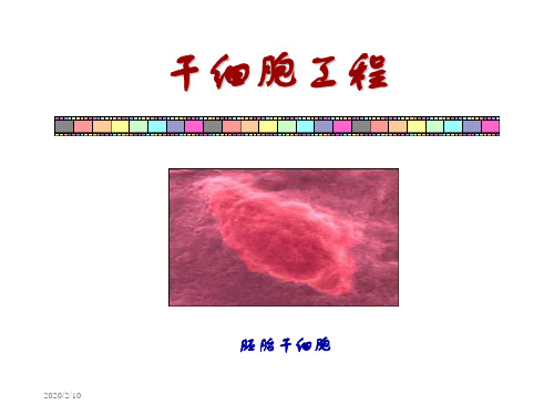 《细胞工程原理及技术》竞赛全套-6[1]干细胞工程