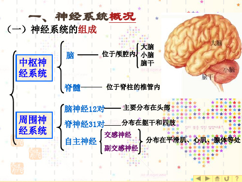 幼儿卫生学之神经系统