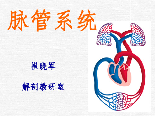 系统解剖学动脉