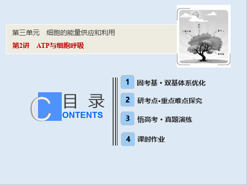 2019版一轮优化探究生物(人教版)课件：第三单元 第2讲 ATP与细胞呼吸 