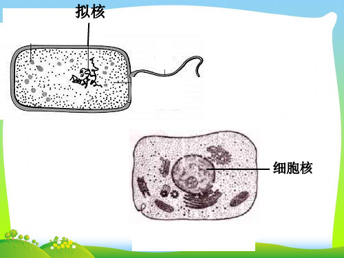 细胞的类型和结构-课件
