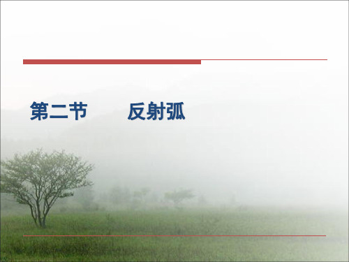 反射弧