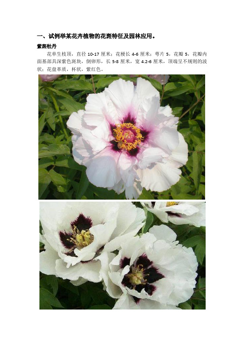花斑植物(紫斑牡丹)及园林应用