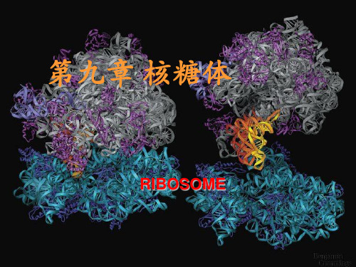 第九章 核糖体(ribosome)
