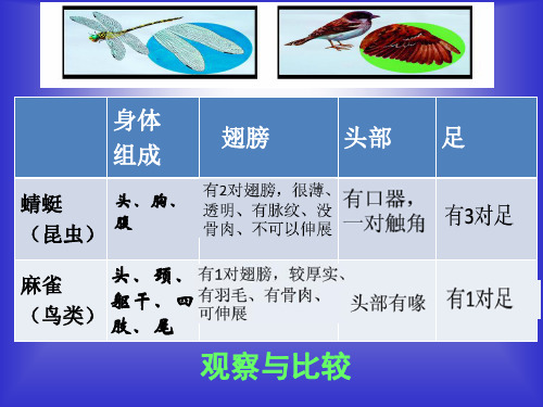2017最新小学科学粤教粤科版课件--6 青蛙与鲫鱼