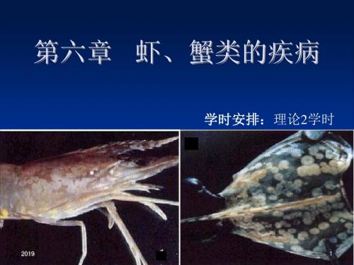 第六章虾蟹类的疾病ppt课件