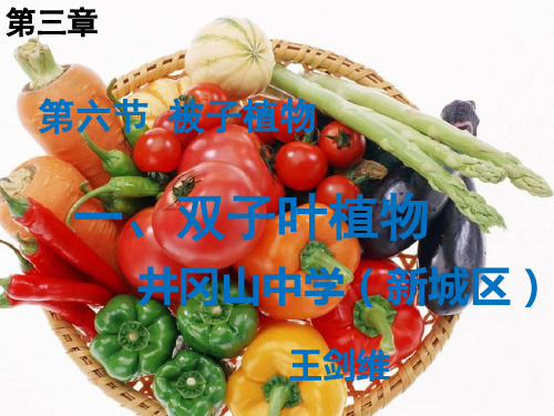 七年级生物《双子叶植物》课件