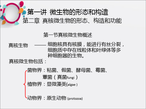 《微生物真核微生物》PPT课件