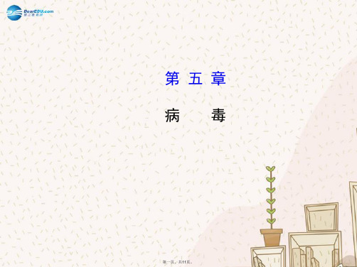 八年级生物上册 5.5 病毒课件 (新版)新人教版