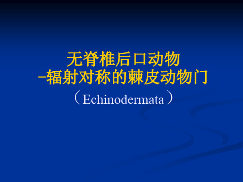 动物学课件棘皮动物门